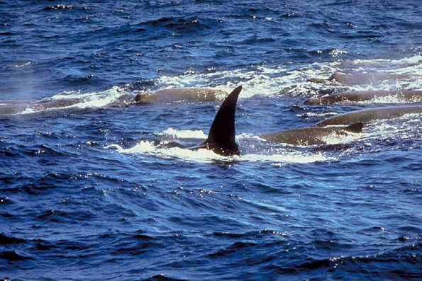Dolphins and Whales 0047