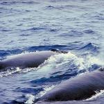 Dolphins and Whales 0062