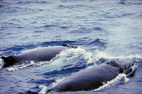 Dolphins and Whales 0062