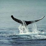 Dolphins and Whales 0063