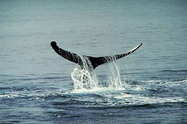 Dolphins and Whales 0063