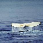 Dolphins and Whales 0067