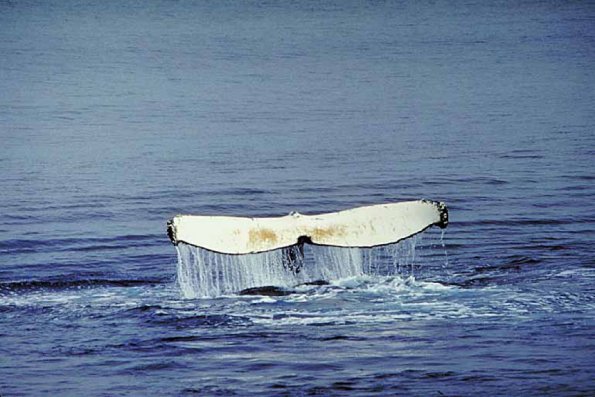 Dolphins and Whales 0067