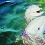Dolphins and Whales 0072