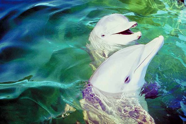 Dolphins and Whales 0072