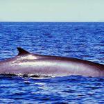 Dolphins and Whales 0075