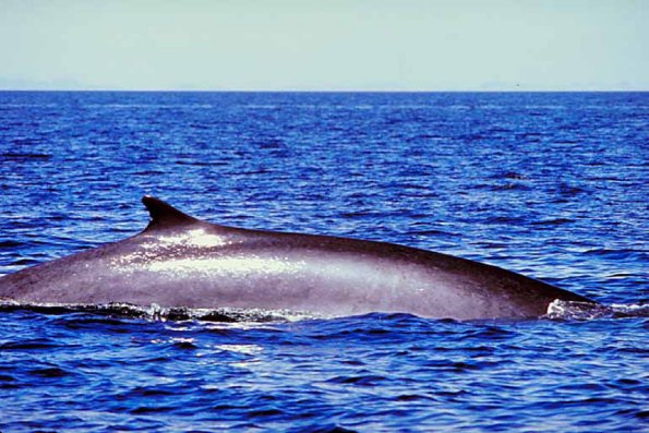 Dolphins and Whales 0075