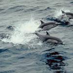 Dolphins and Whales 0081