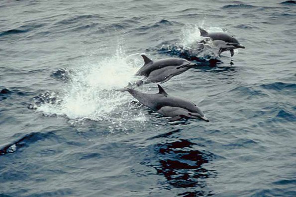 Dolphins and Whales 0081
