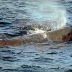 Dolphins and Whales 52