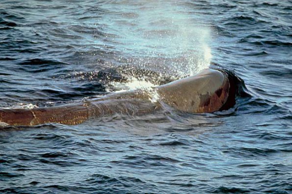 Dolphins and Whales 52