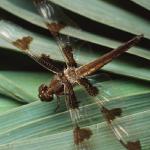 Dragon fly on green leaves