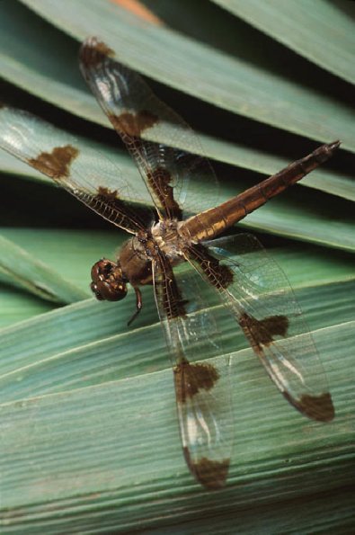 Dragon fly on green leaves