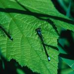Dragonflies On Leaf uid 1044401
