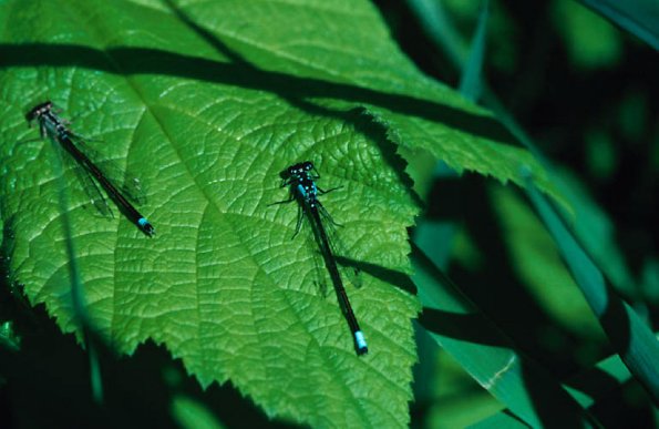 Dragonflies On Leaf uid 1044401
