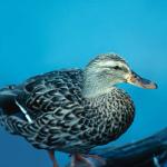 Duck By Water uid 1044362