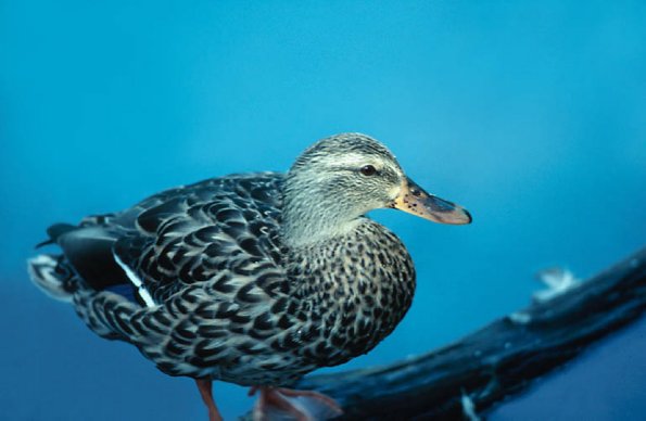 Duck By Water uid 1044362