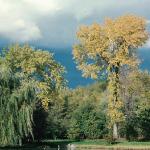 Duck Pond uid 1039772