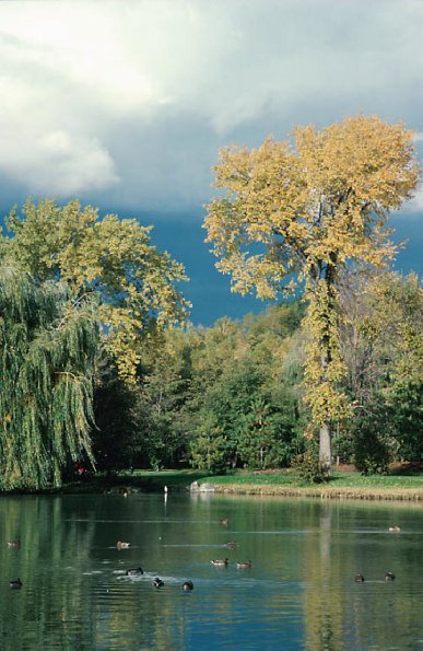 Duck Pond uid 1039772