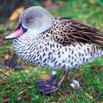 Duck on grass an 1