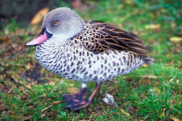 Duck on grass an 1