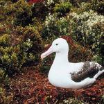 Duck on grass an 2