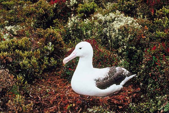 Duck on grass an 2