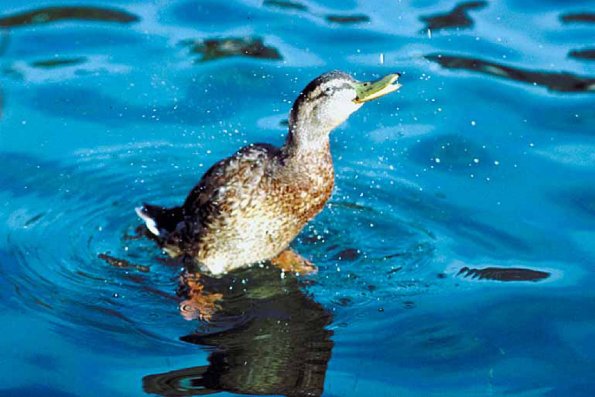 Duck on water an 2