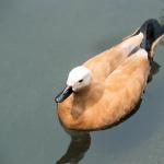 Duck swimming in water