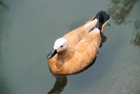 Duck swimming in water