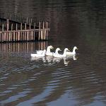 Ducks swimming in a pond uid 1531686