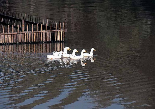 Ducks swimming in a pond uid 1531686