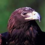 Eagle head