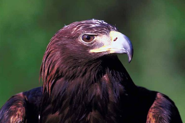 Eagle head