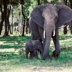 Elephant with baby uid 1012822
