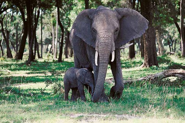 Elephant with baby uid 1012822