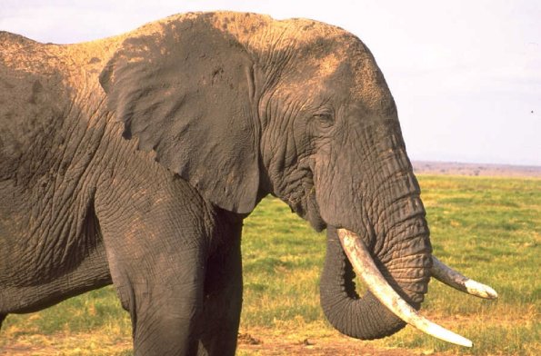 Elephant