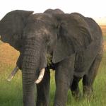 Elephantongrass