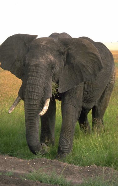 Elephantongrass