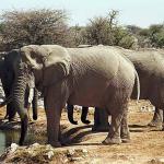 Elephants drinking water an 1