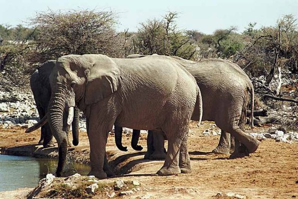 Elephants drinking water an 1