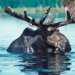 Elk with large antlers uid 1012849