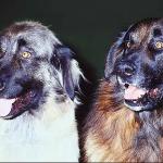 Estrela mountain pair uid 1006327