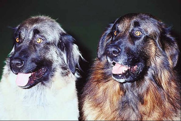 Estrela mountain pair uid 1006327