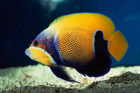 Euxiphipops navarachus uid 1658076