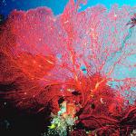 Fan of red coral