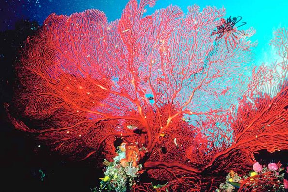 Fan of red coral