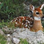 Fawn laying on ground uid 1012892