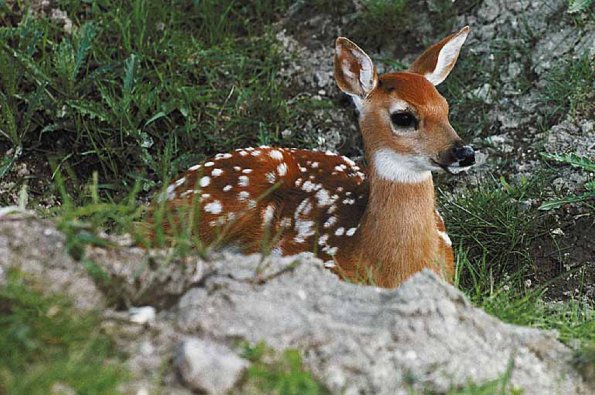 Fawn laying on ground uid 1012892