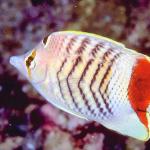 Fish 107